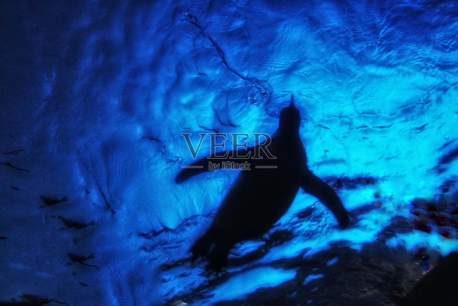 企鹅照片摄影图片