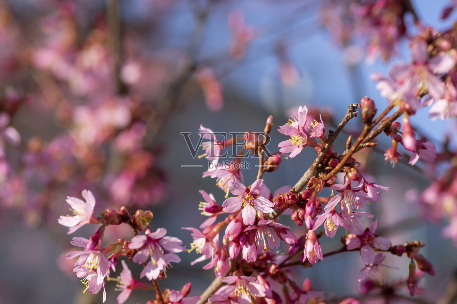 早春开花的观赏树钟樱樱豆，美丽的小铃铛似的粉红色花朵在绽放照片摄影图片