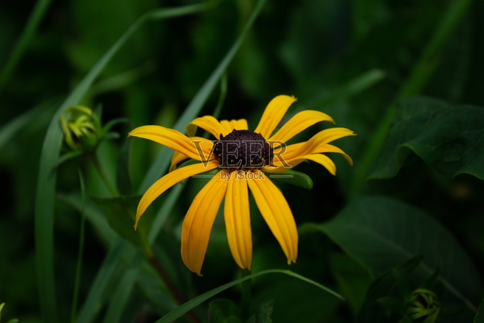 黑眼苏珊·弗劳尔照片摄影图片