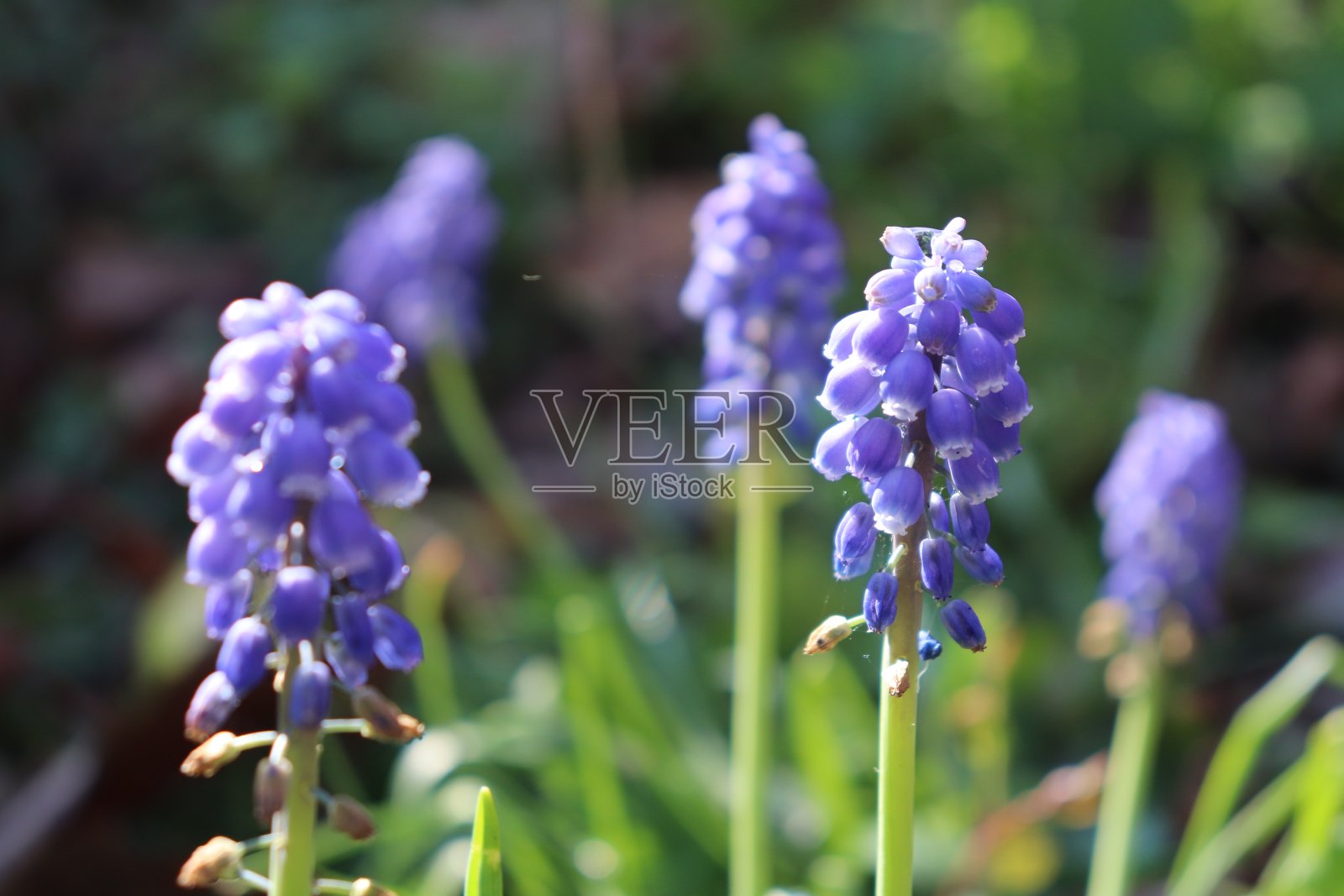 美丽的葡萄风信子照片摄影图片