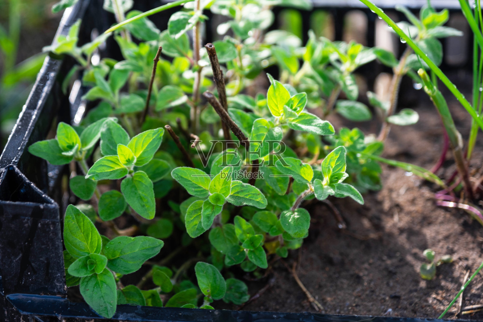 园内种植环保草本植物洋葱、薄荷、百里香照片摄影图片