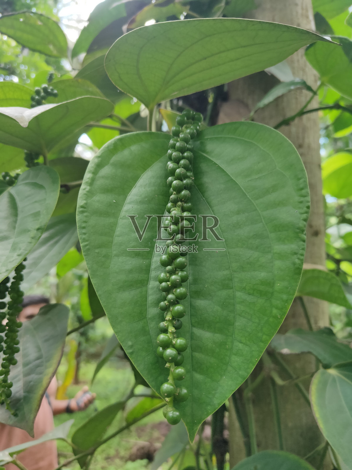 黑胡椒叶照片摄影图片