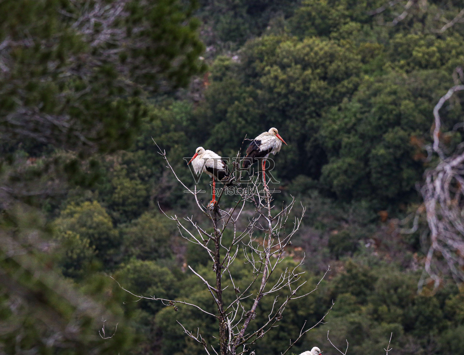鸟照片摄影图片