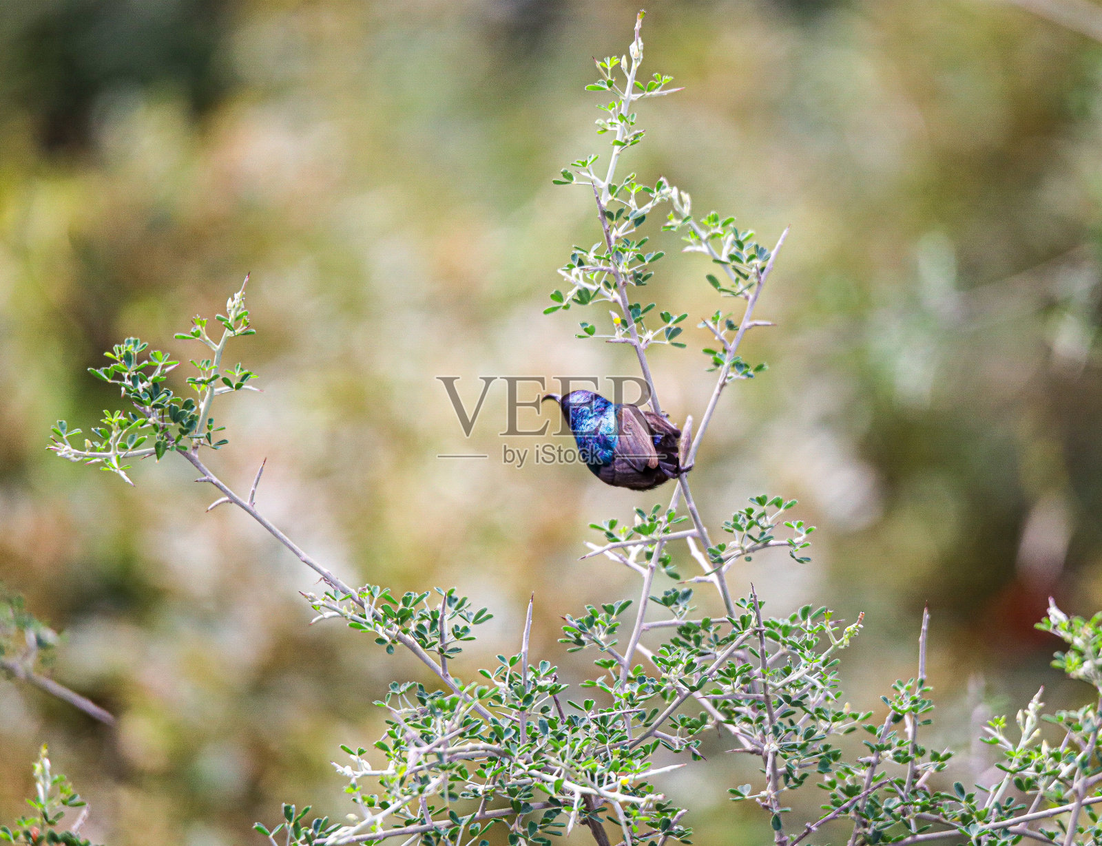 鸟照片摄影图片