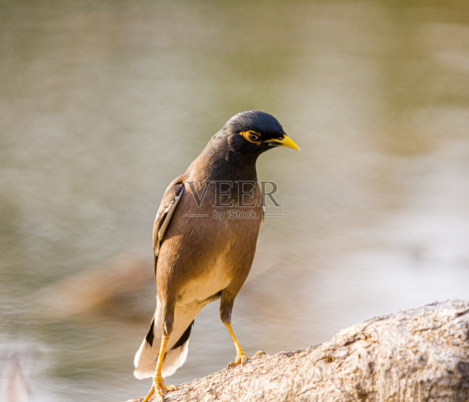 鸟照片摄影图片