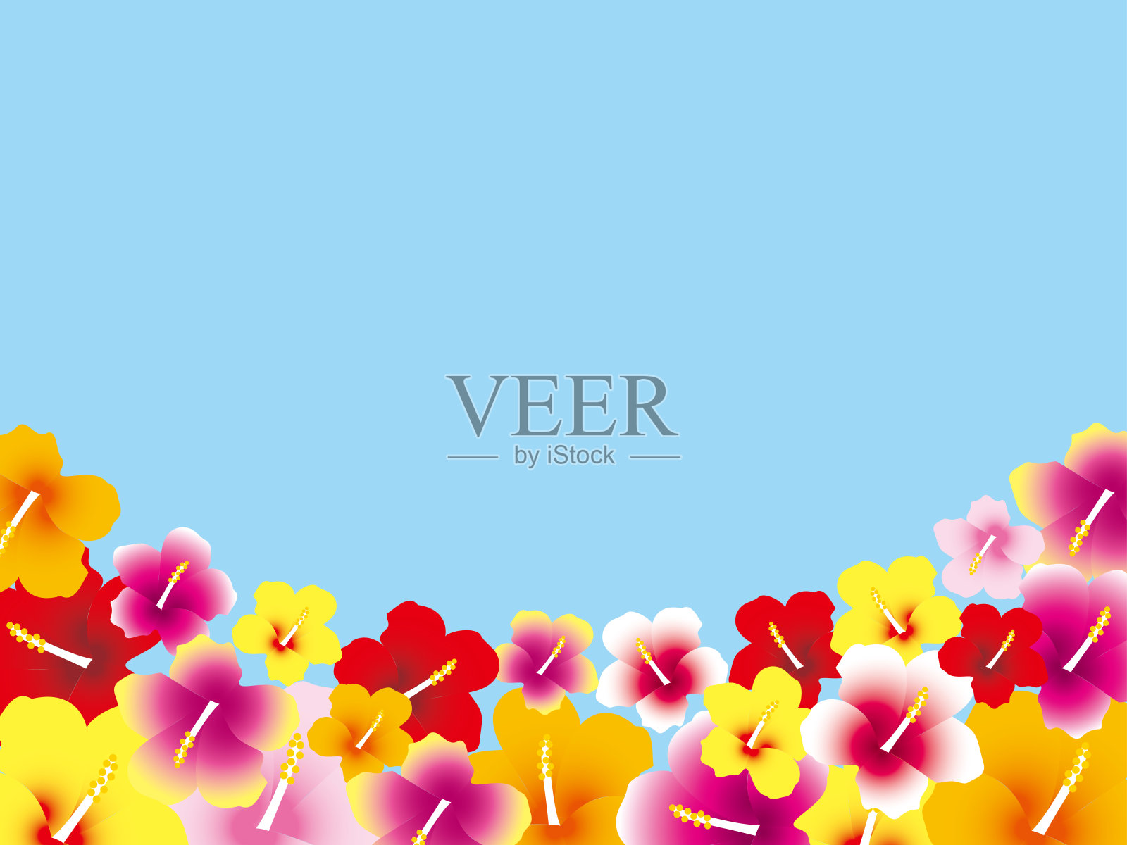 木槿f1 1插画图片素材