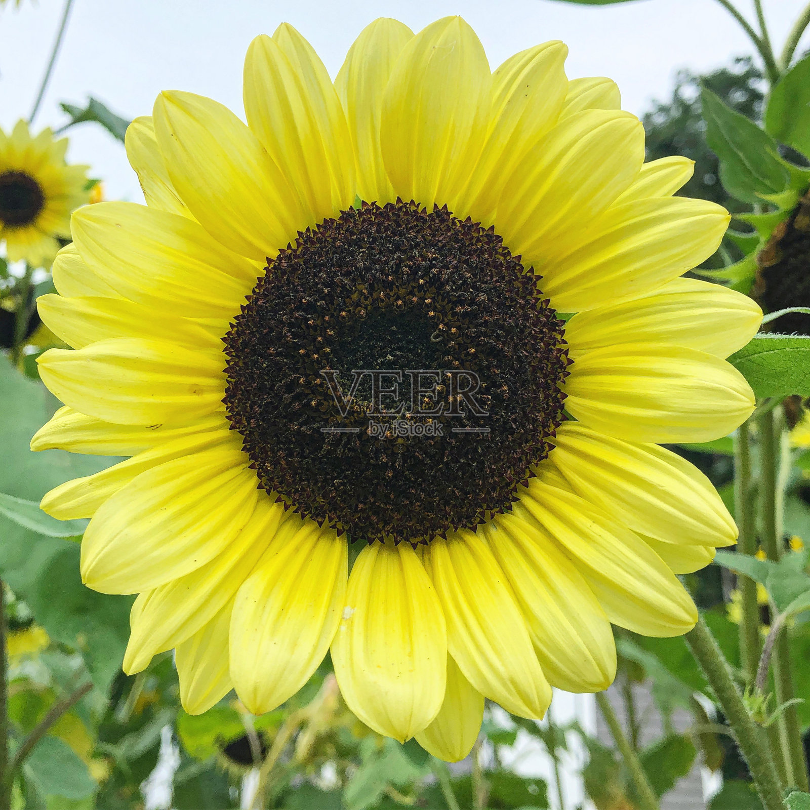 向日葵照片摄影图片