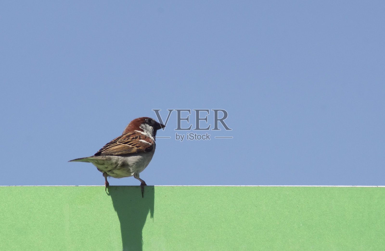 在晴朗的天空下，鸟儿栖息在路标上的低角度视角照片摄影图片
