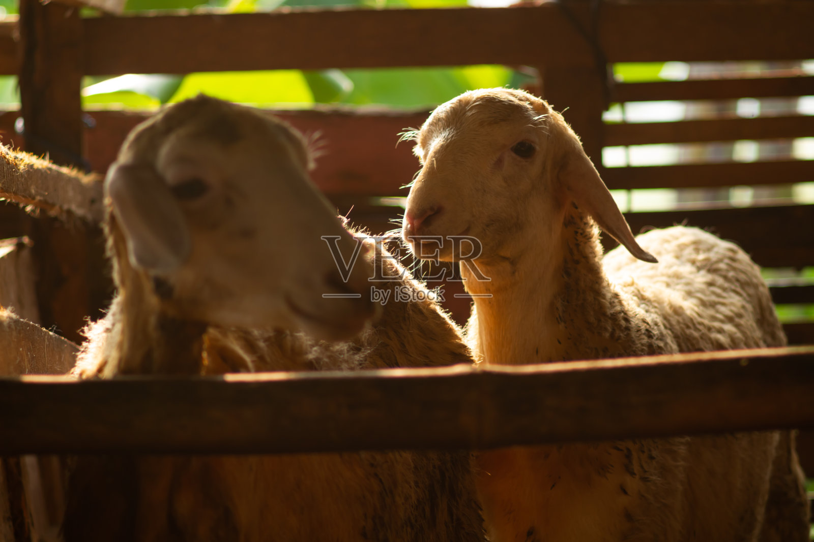 羊照片摄影图片