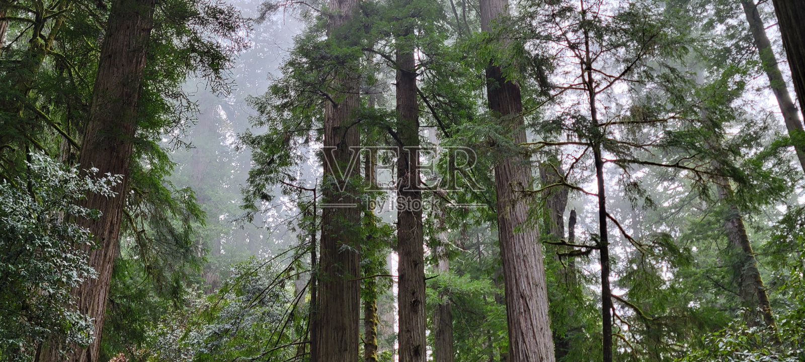 红杉林中的薄雾照片摄影图片