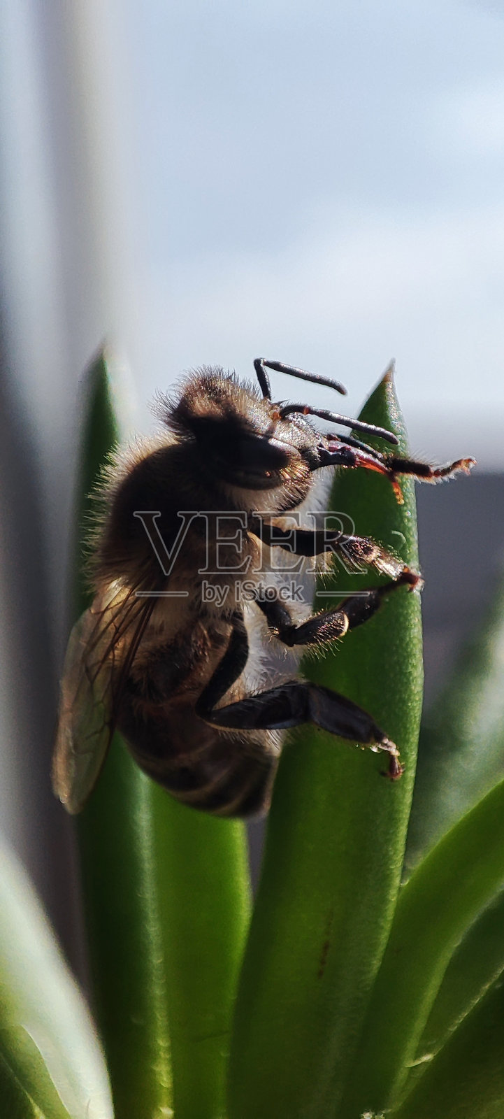 草地上的蜜蜂照片摄影图片