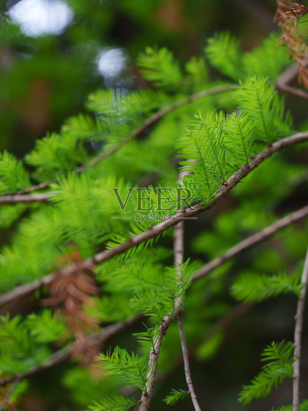 水杉树叶特写照片摄影图片