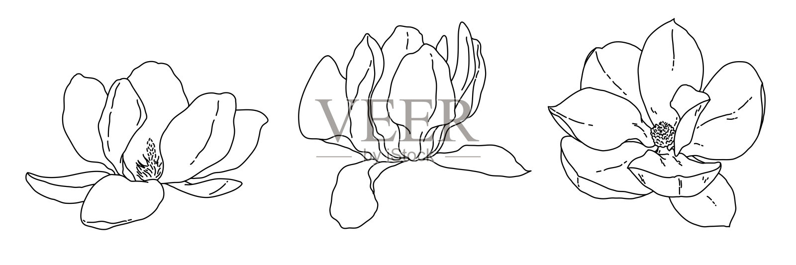 玉兰花盛开艺术。手绘逼真的详细矢量插图。黑白剪贴画收藏。插画图片素材