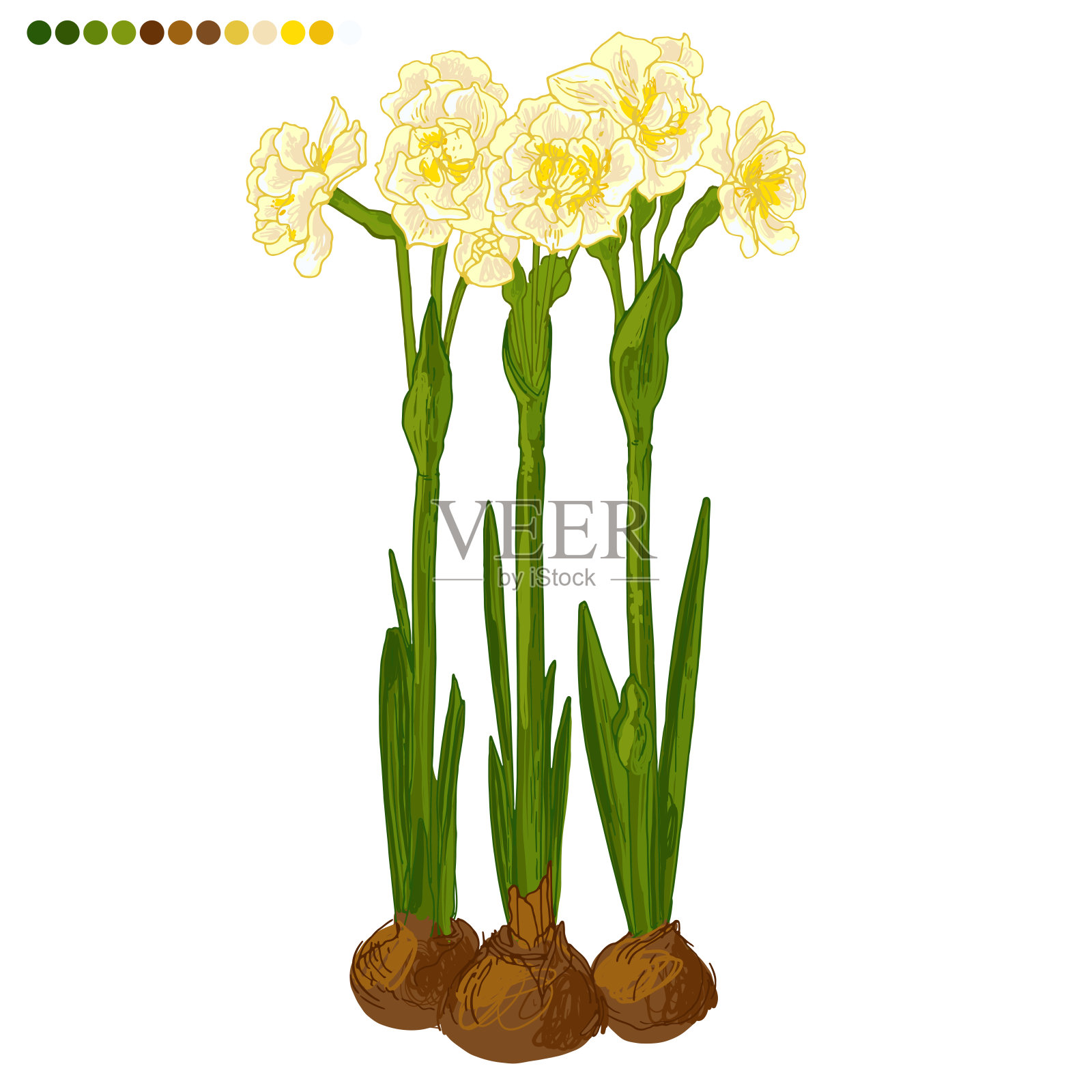 花春天矢量线绘制。水仙花线画在白色的背景上。草图线。插画图片素材