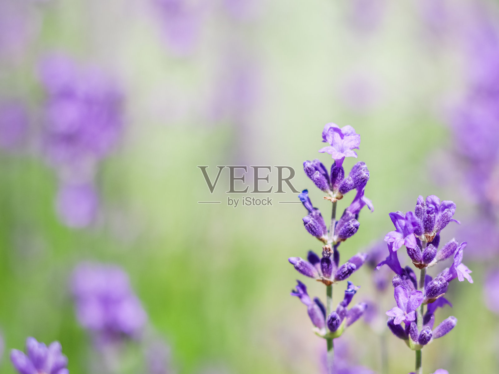 背景来自花园的紫罗兰薰衣草照片摄影图片