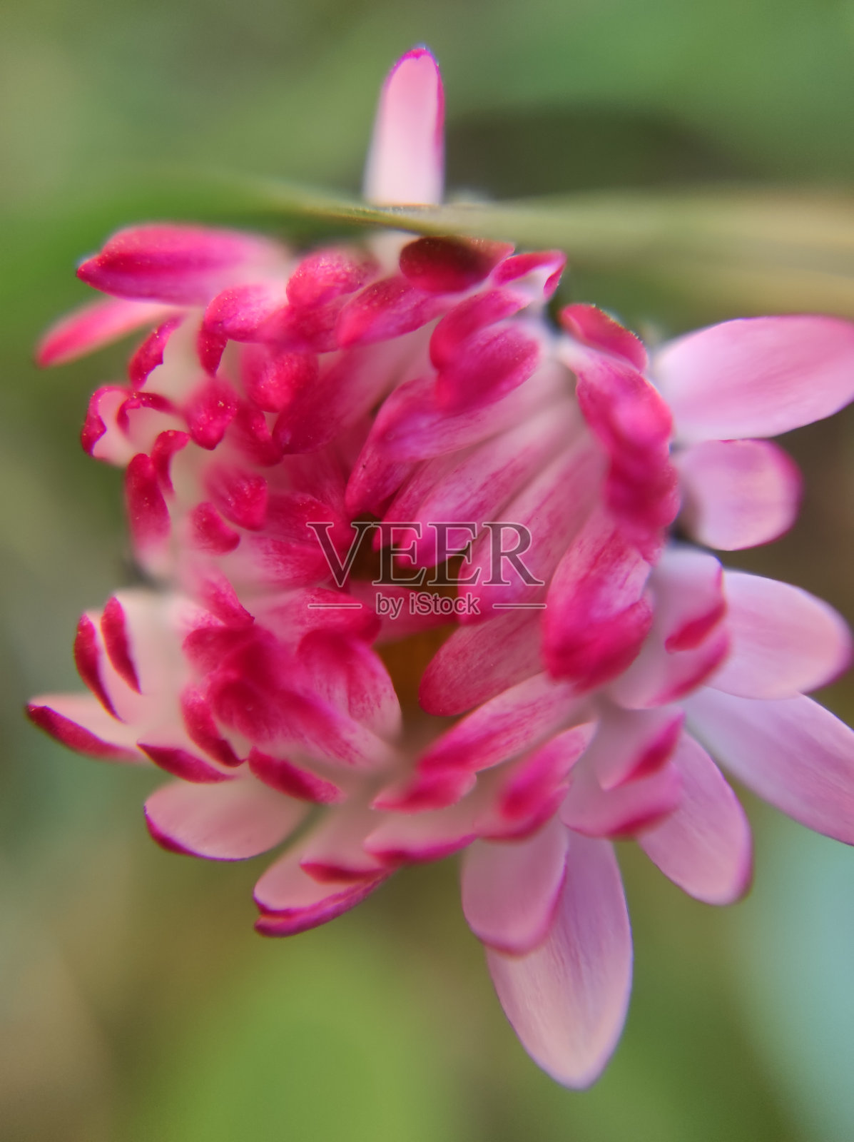 黛西照片摄影图片