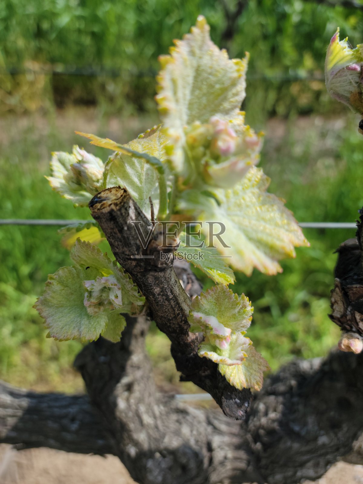 芽打破照片摄影图片