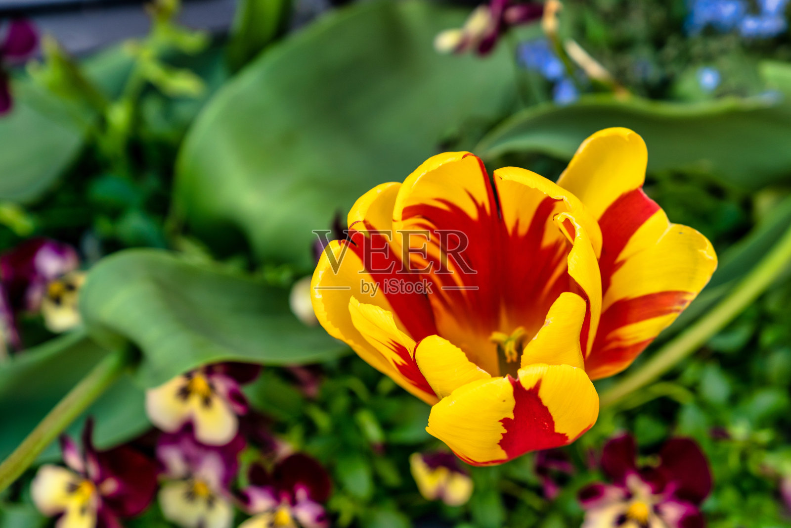 花照片摄影图片