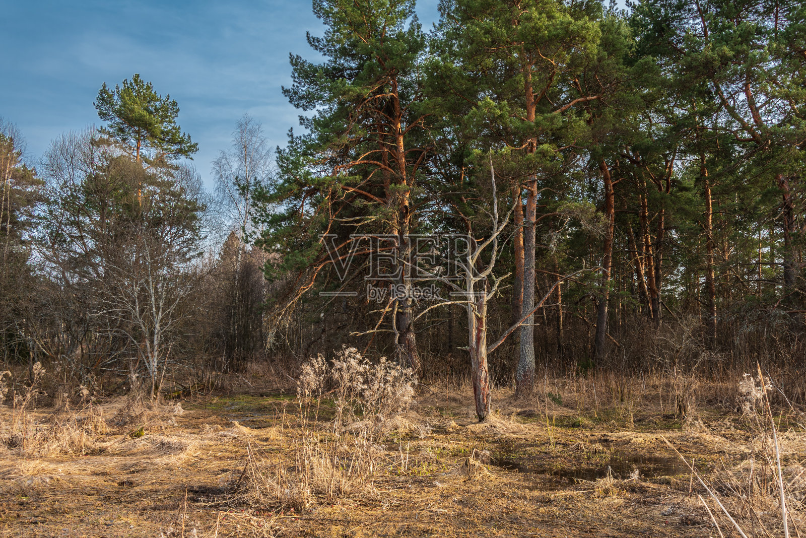 春天的森林里长满了松树和去年的枯草。照片摄影图片