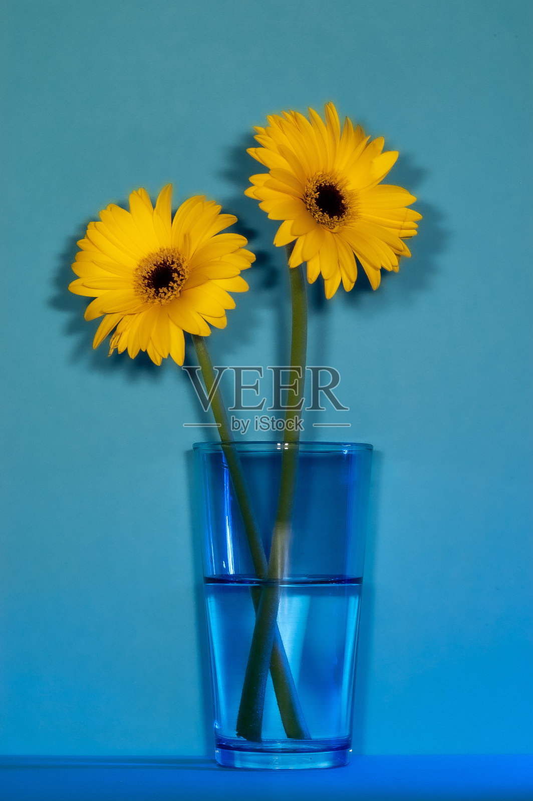两个黄色的格伯放在蓝色的花瓶里照片摄影图片