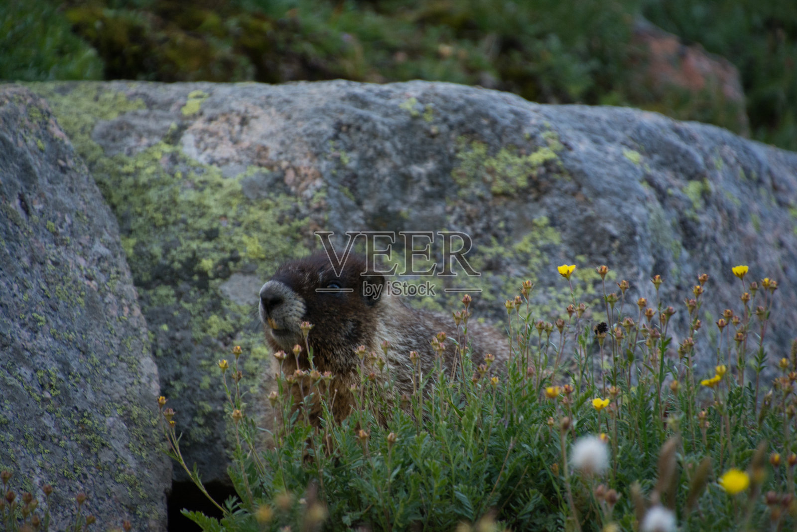 土拨鼠在草地上昂起头照片摄影图片