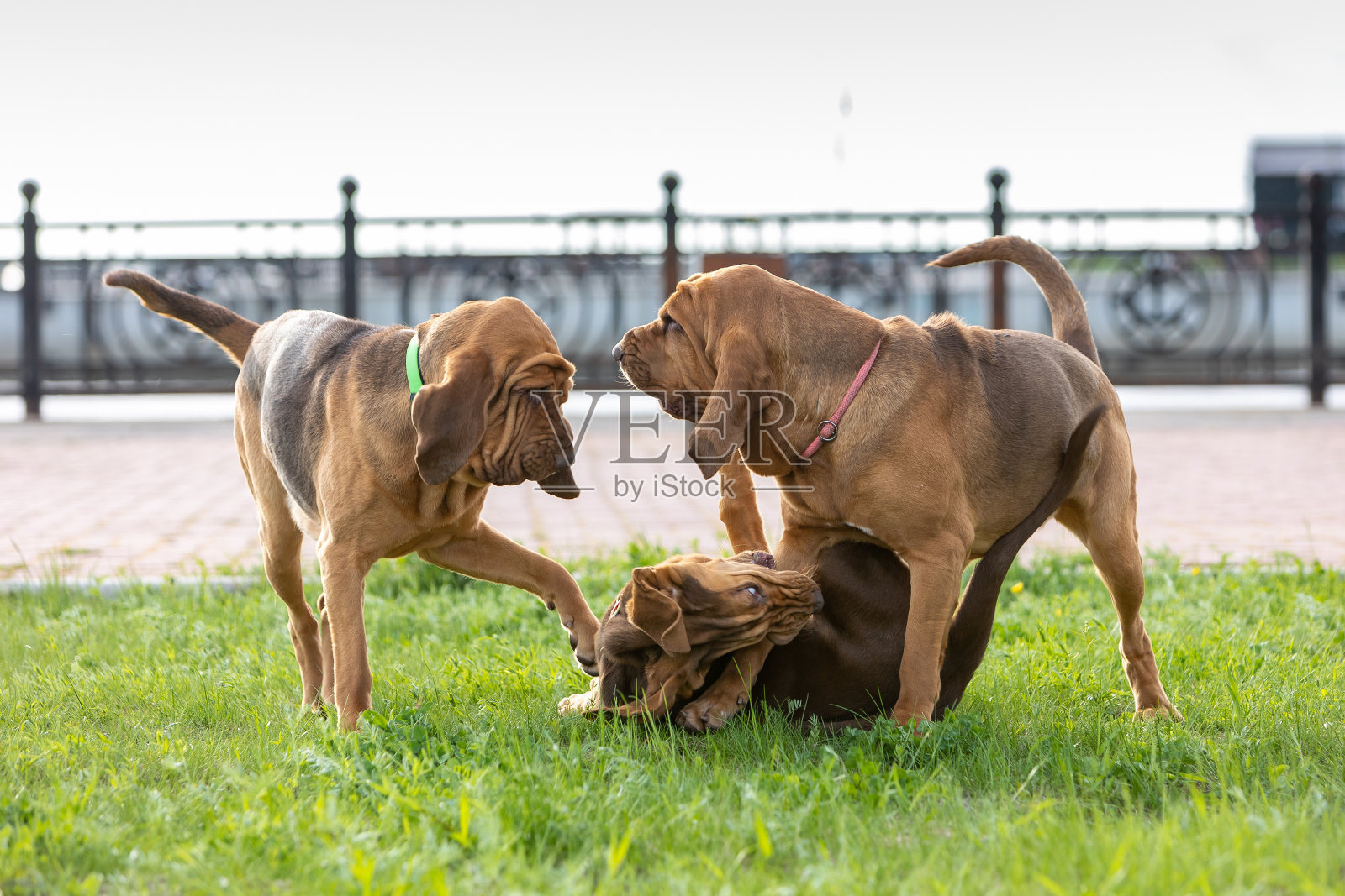 三只猎犬在绿色的草坪上玩耍，一只狗躺在地上照片摄影图片