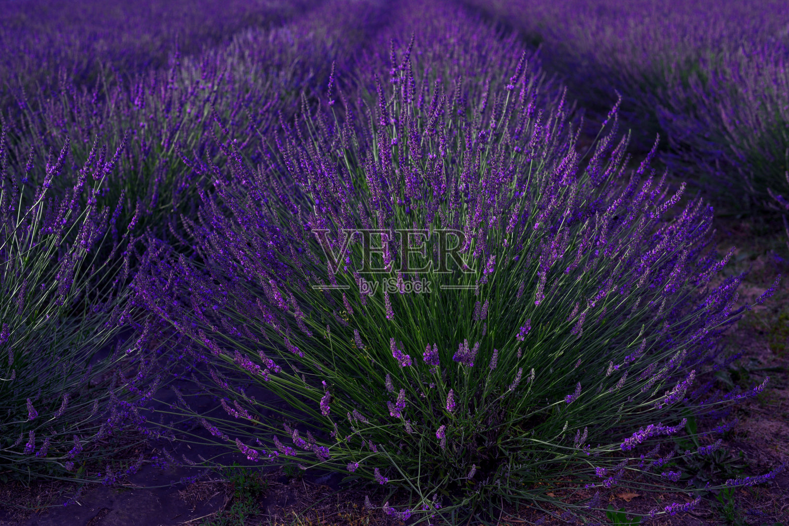 美丽盛开的薰衣草植物生长在田野照片摄影图片