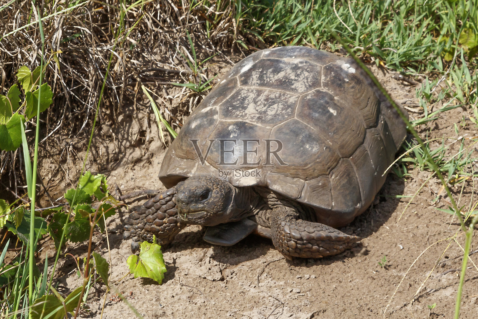 地鼠陆龟照片摄影图片