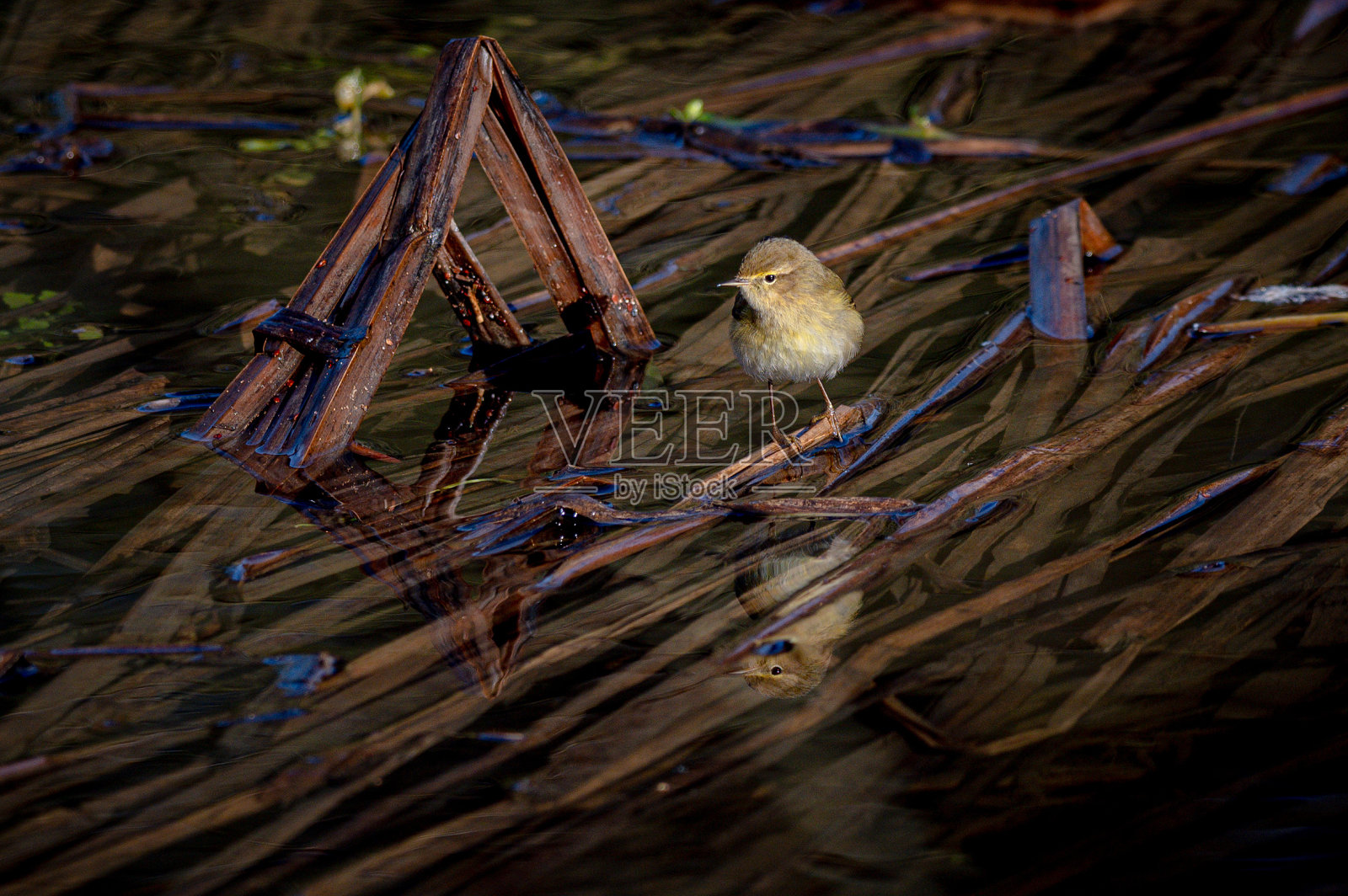 鹪鹩，穴居人穴居人照片摄影图片