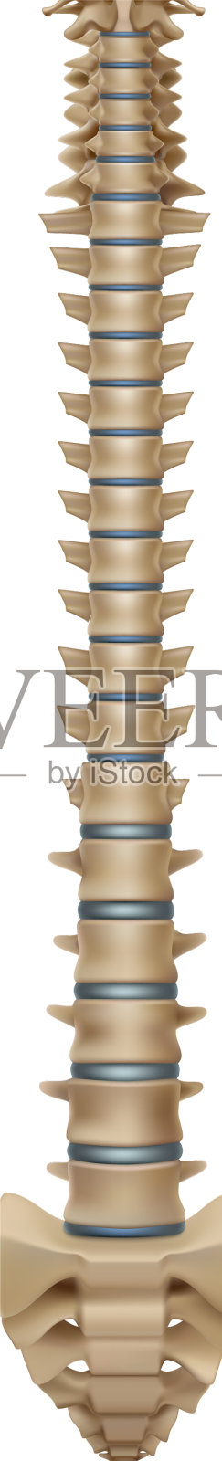 逼真的人体脊柱设计元素图片