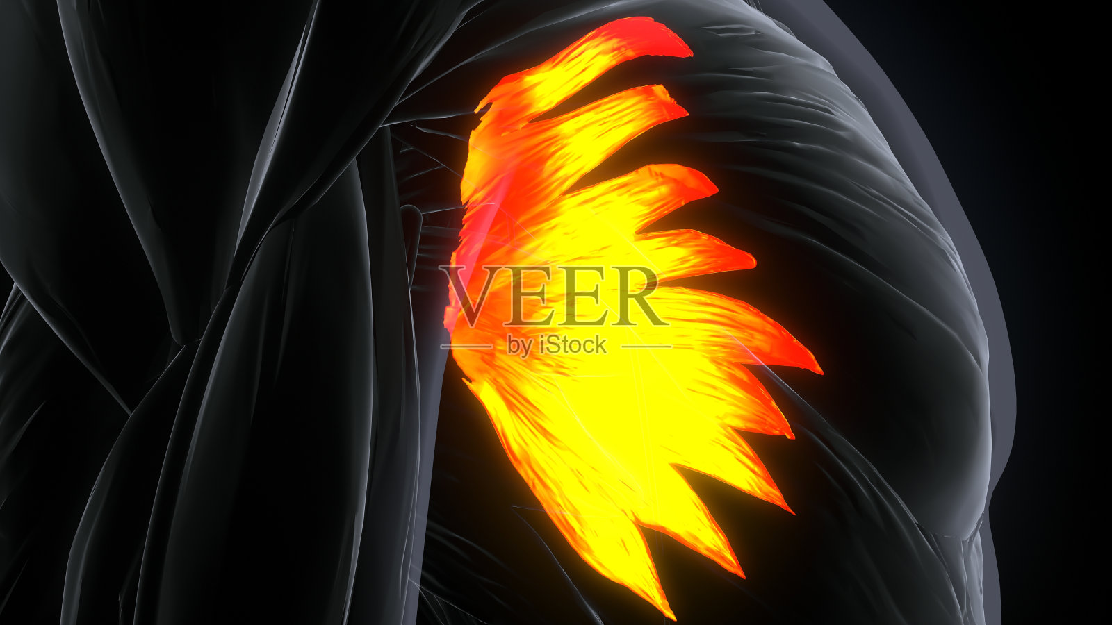 前锯肌的三维渲染肌肉图照片摄影图片