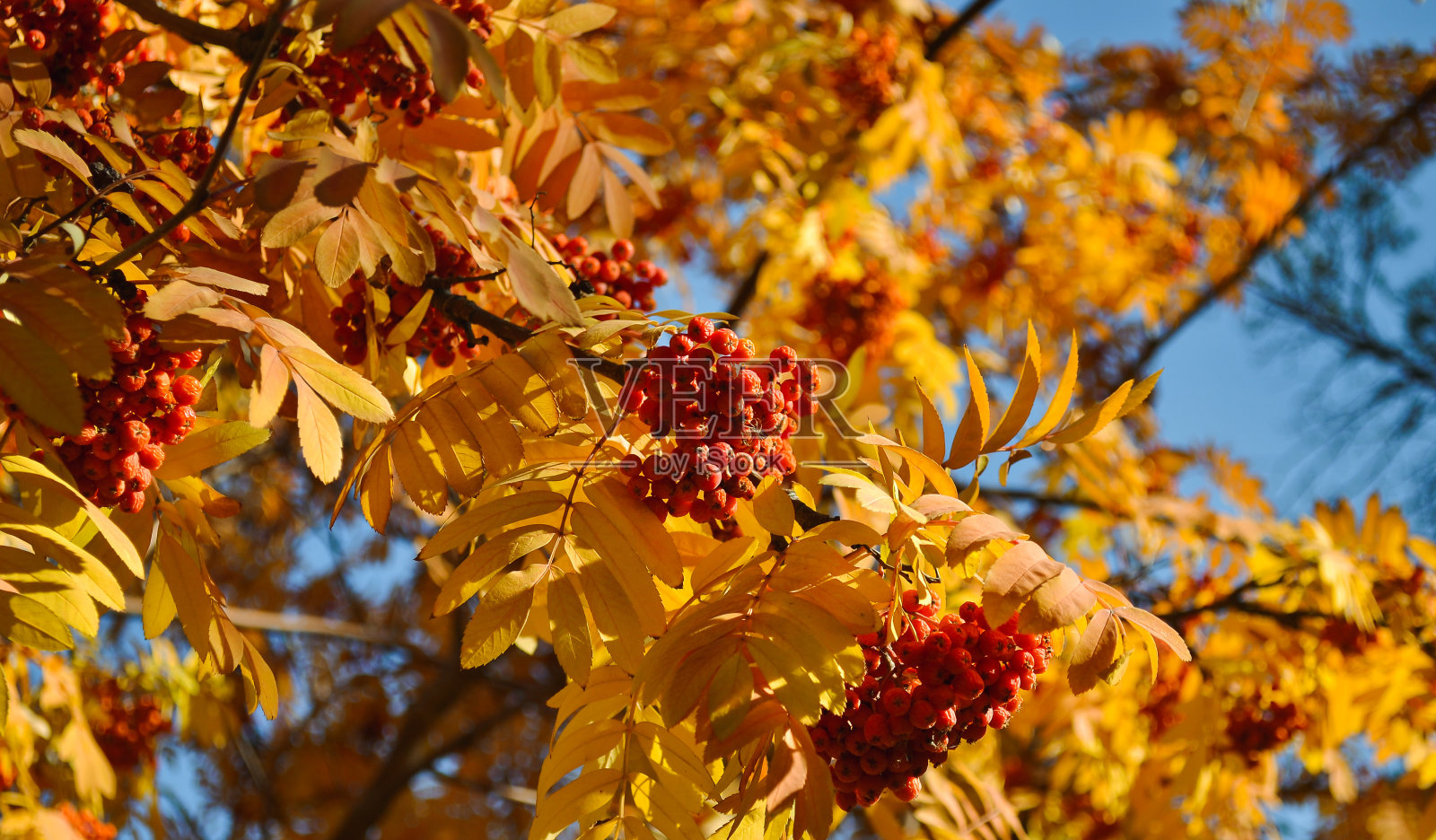 一串串成熟多汁的莓挂在枝头，叶子泛黄照片摄影图片
