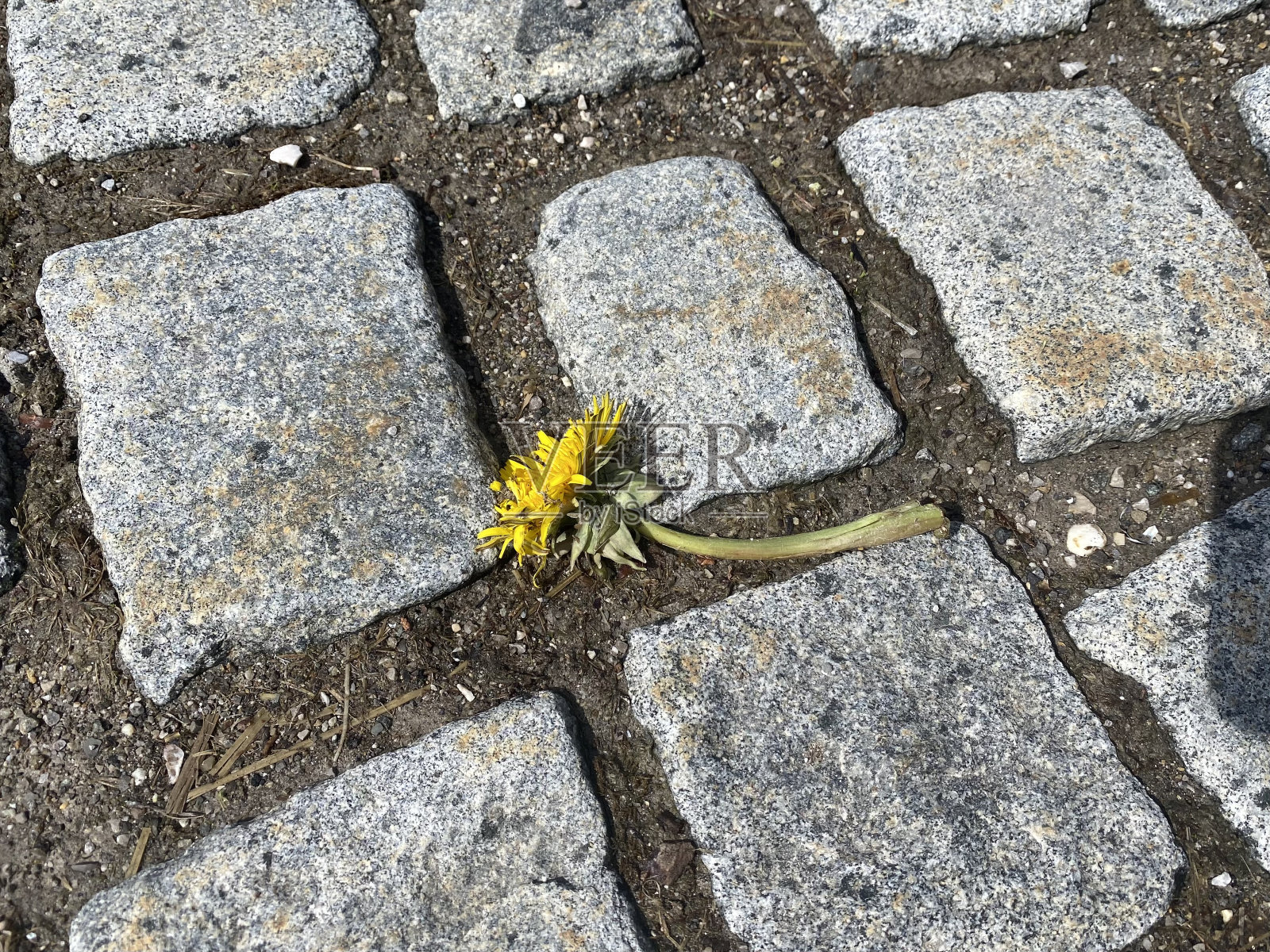 蒲公英照片摄影图片