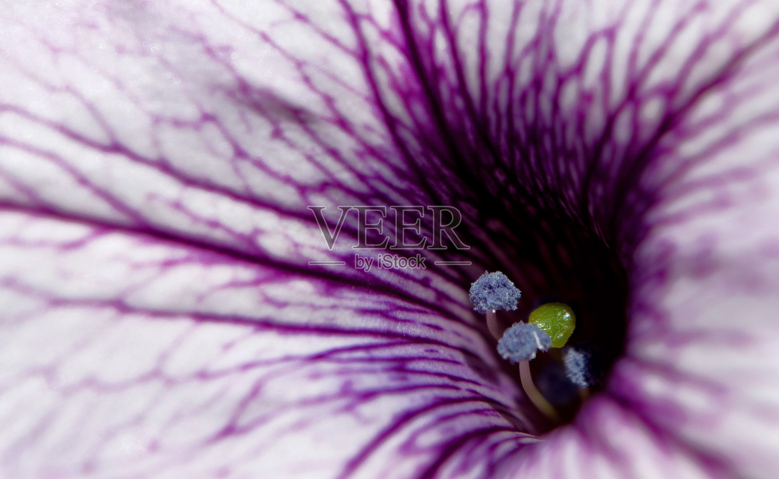 紫色牵牛花的细节照片摄影图片