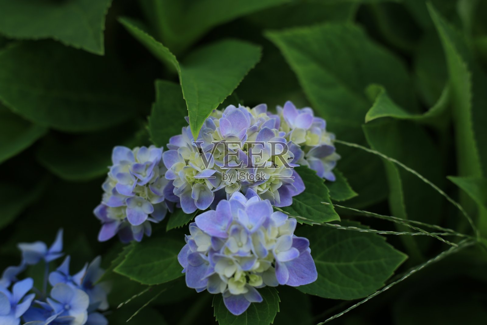 花园里的绣球花。照片摄影图片