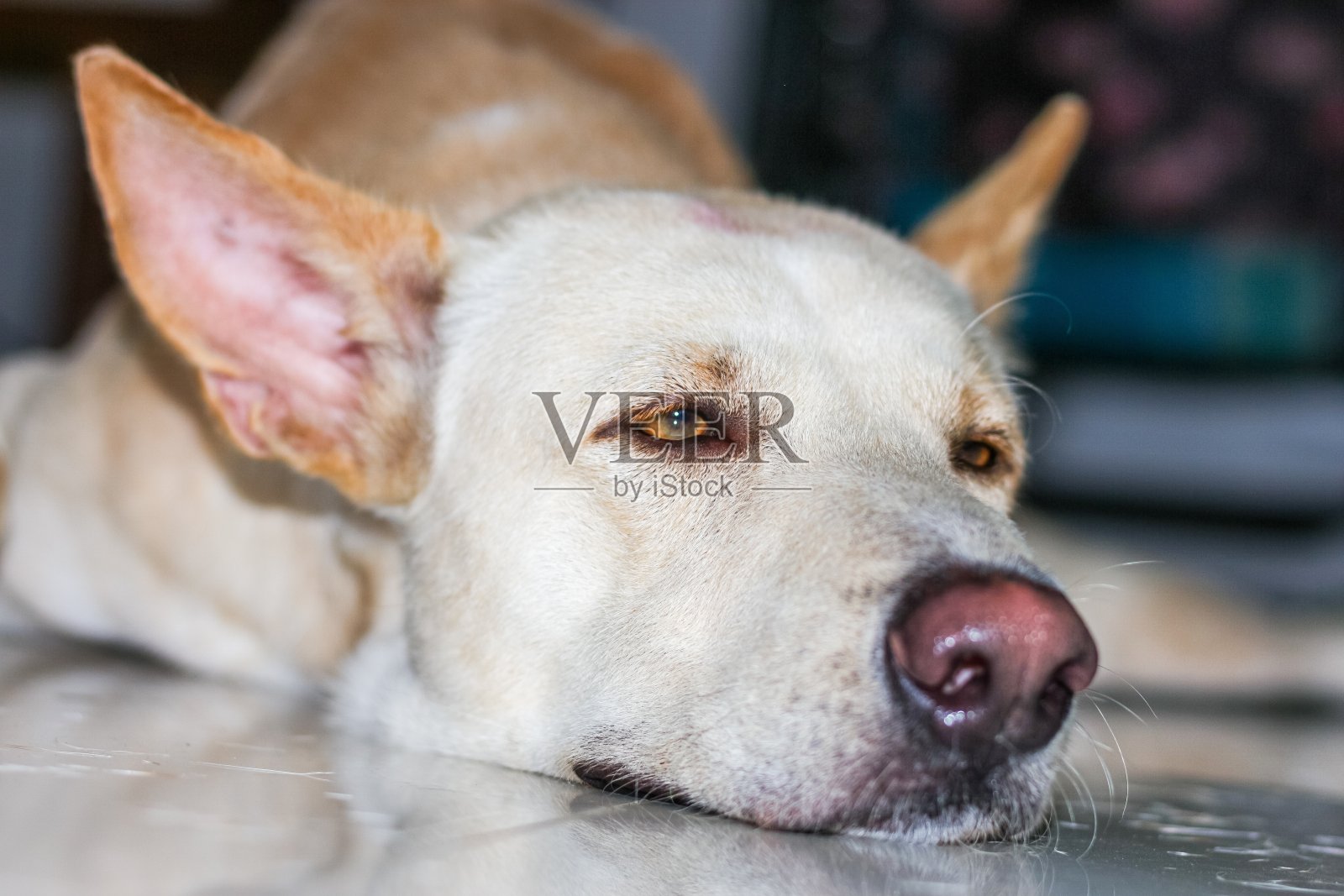 狗会睡觉。照片摄影图片