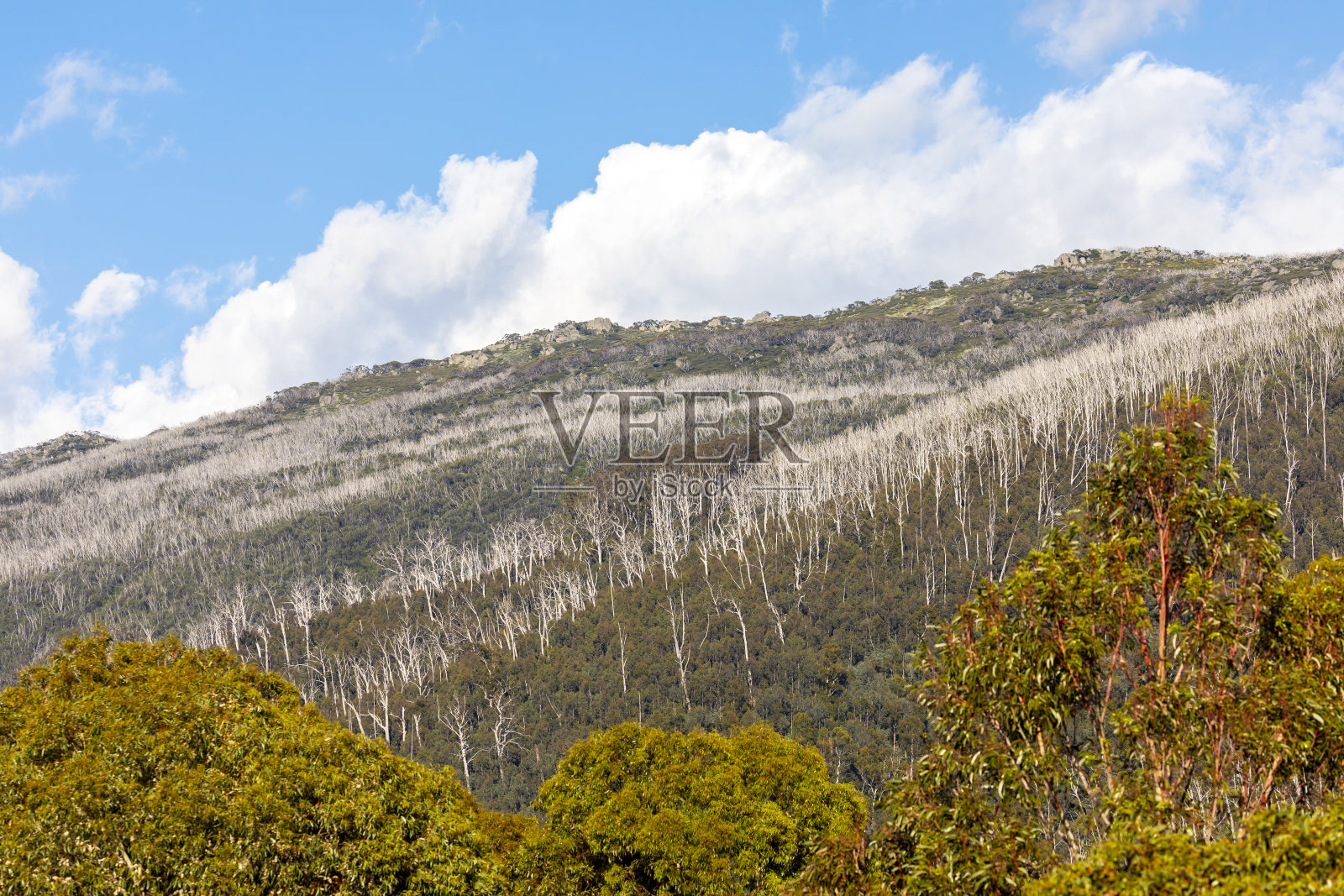 澳大利亚新南威尔士州雪山的树带线上方干燥的高山树木照片摄影图片