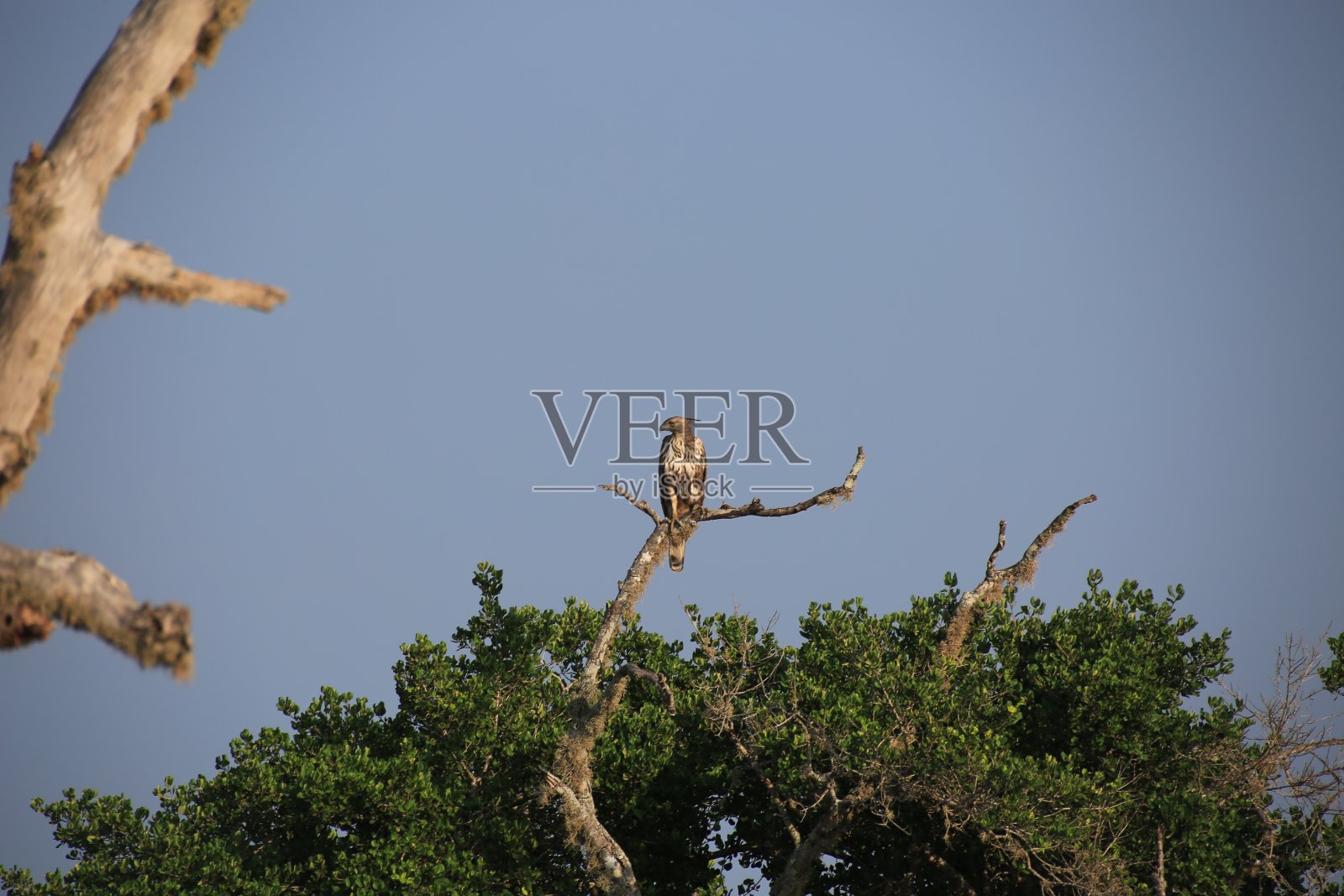 鸟——凤头苍鹰照片摄影图片