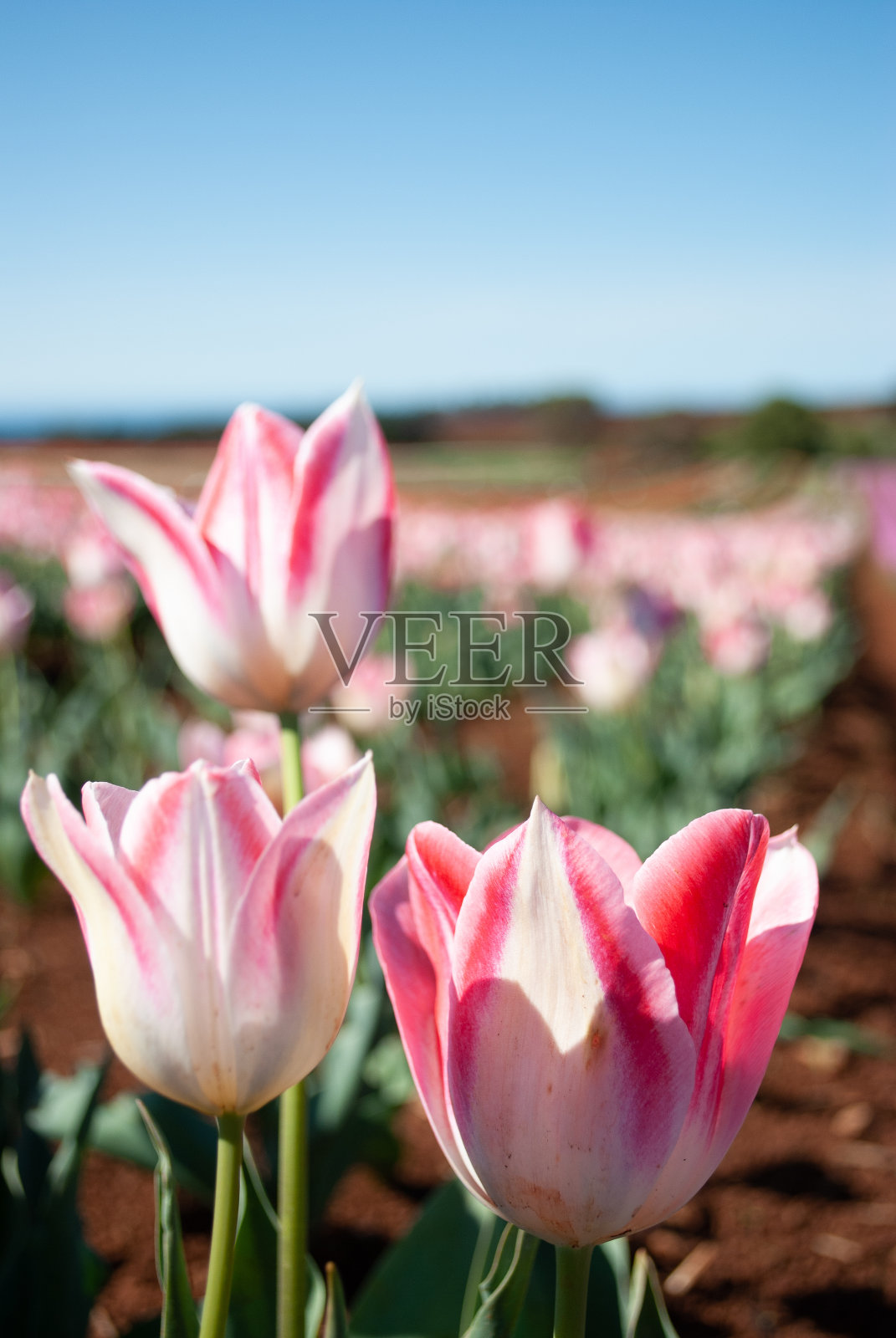 塔斯马尼亚的郁金香农场照片摄影图片