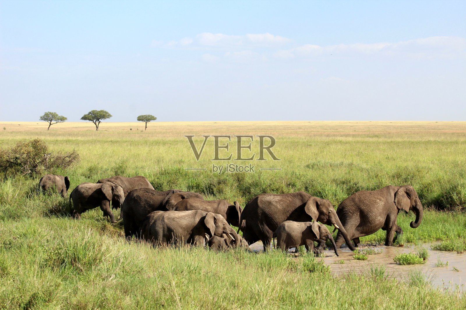 大象的迁移照片摄影图片