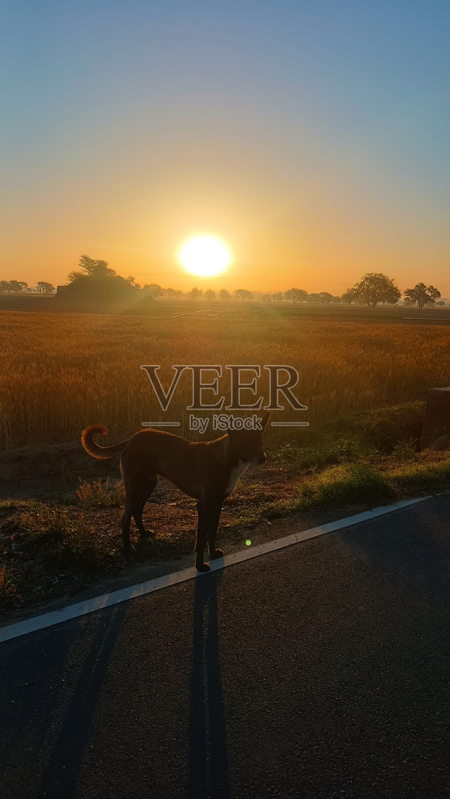 以日出为背景的狗照片摄影图片