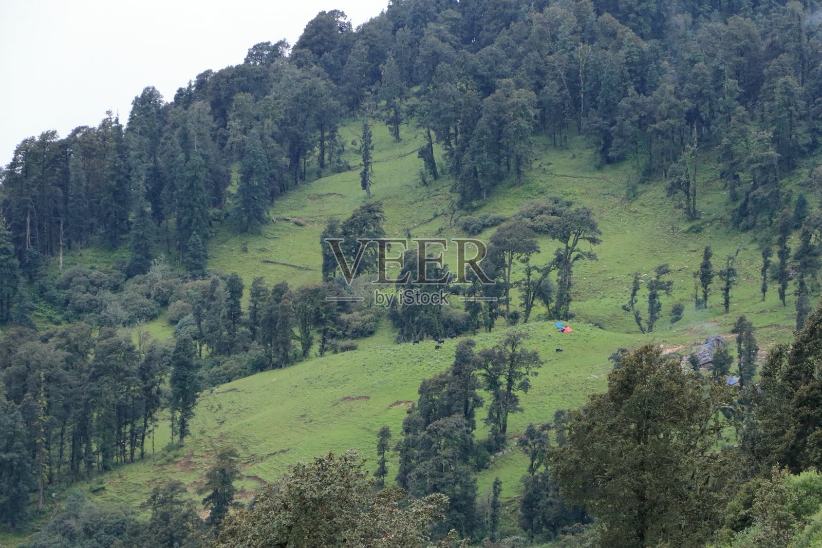 美丽的高山草甸在Uttarkashi，印度，亚洲照片摄影图片