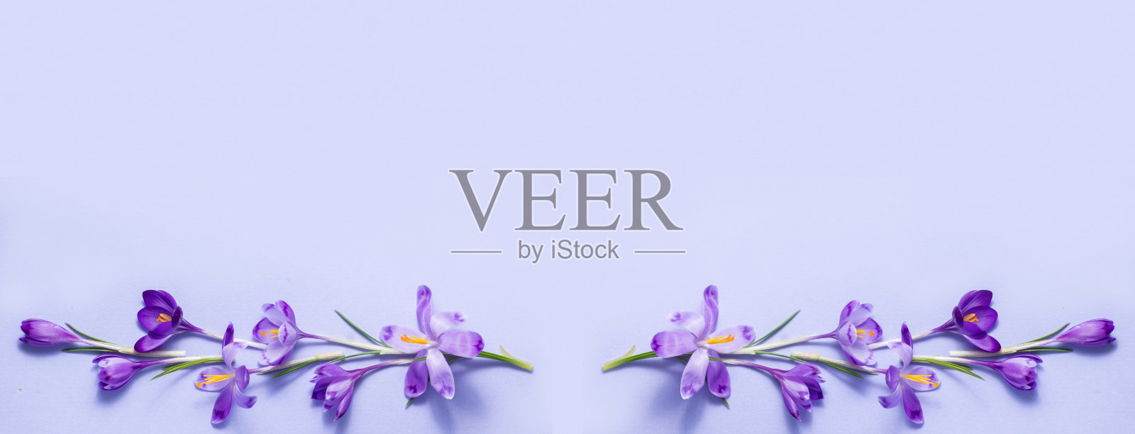 花组成。蓝色背景上的番红花和雪花莲。平铺，俯视图，复制空间。风旗。漂亮的节日贺卡照片摄影图片