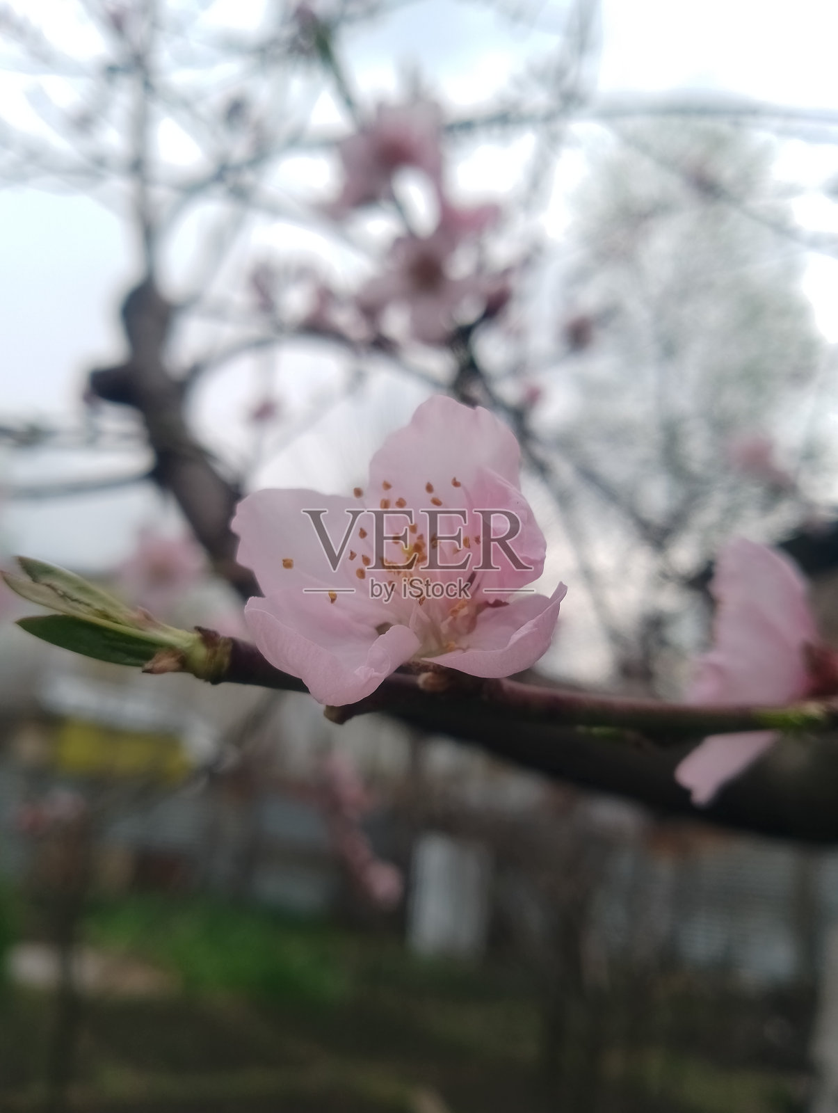 桃花。照片摄影图片