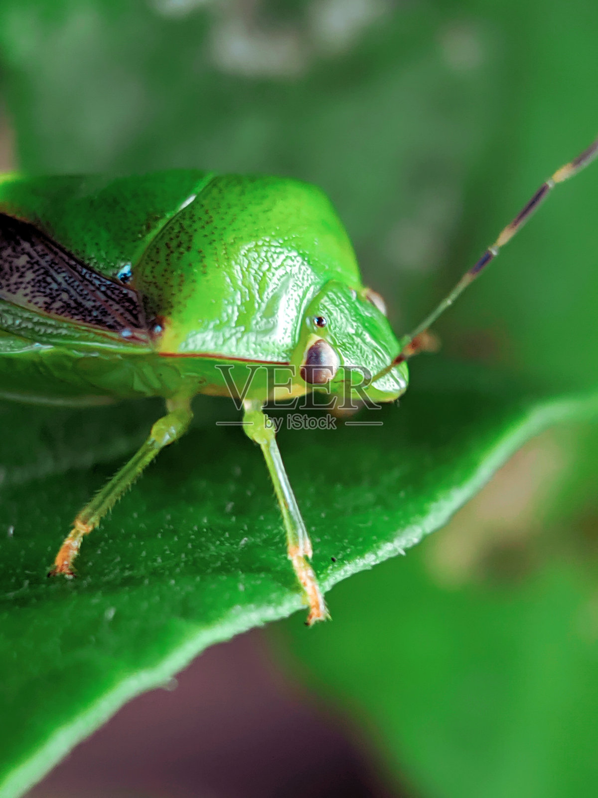 叶子上一只臭虫的脸部特写。照片摄影图片