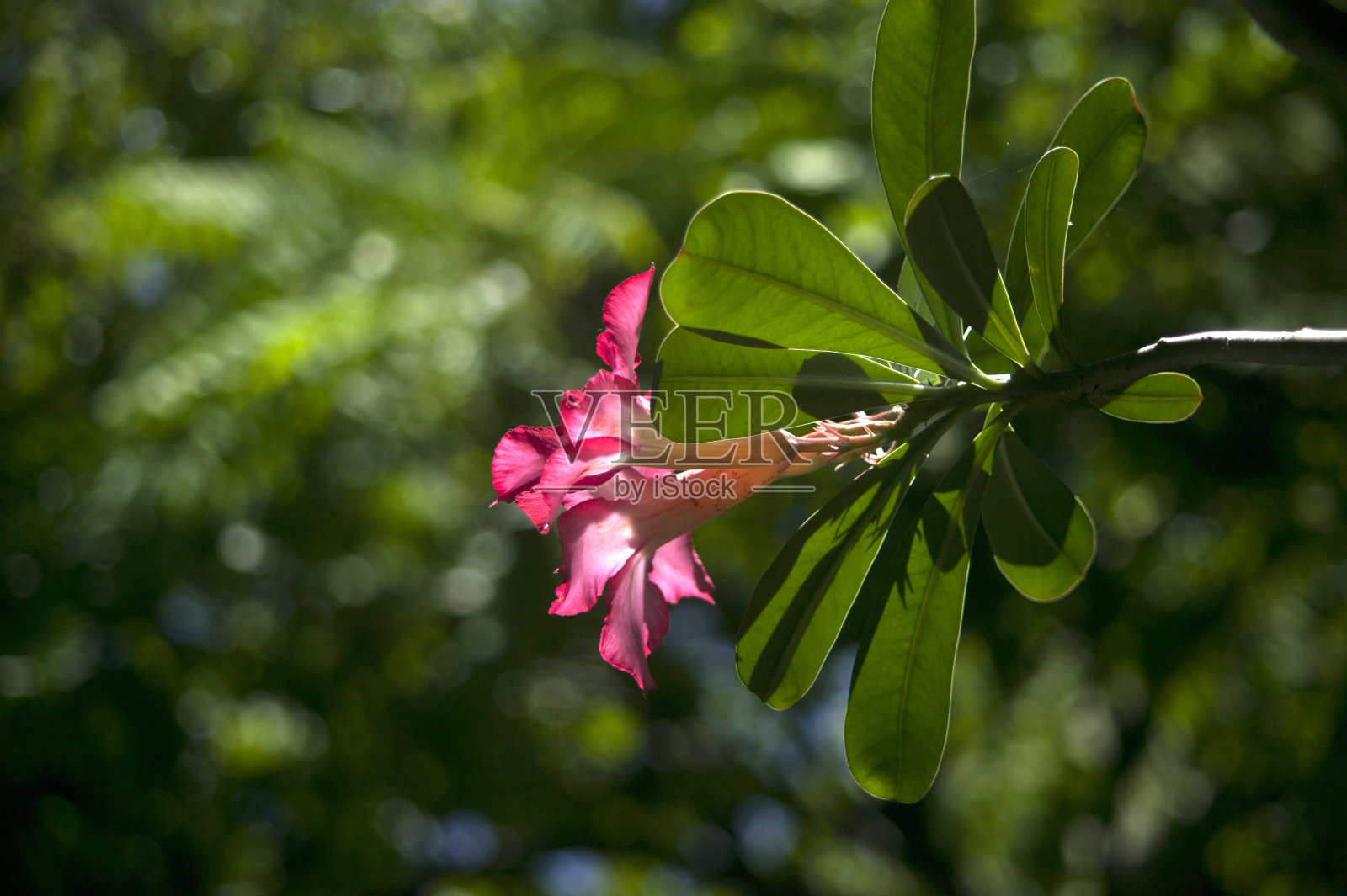 抽象模糊花背景照片摄影图片