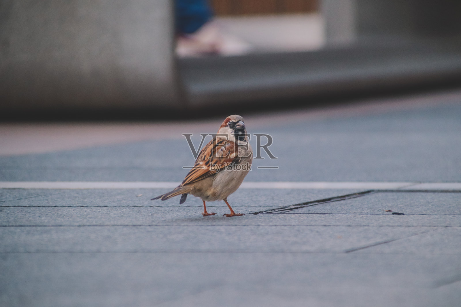 地上有一只棕色的鸟照片摄影图片