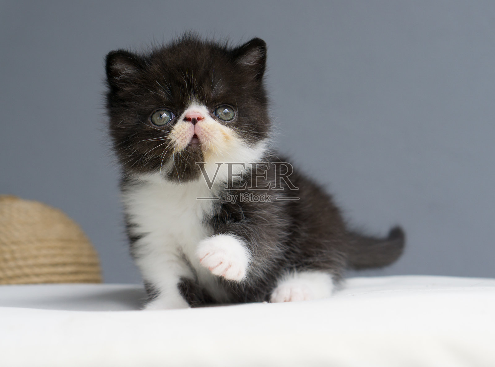 养小猫玩耍照片摄影图片