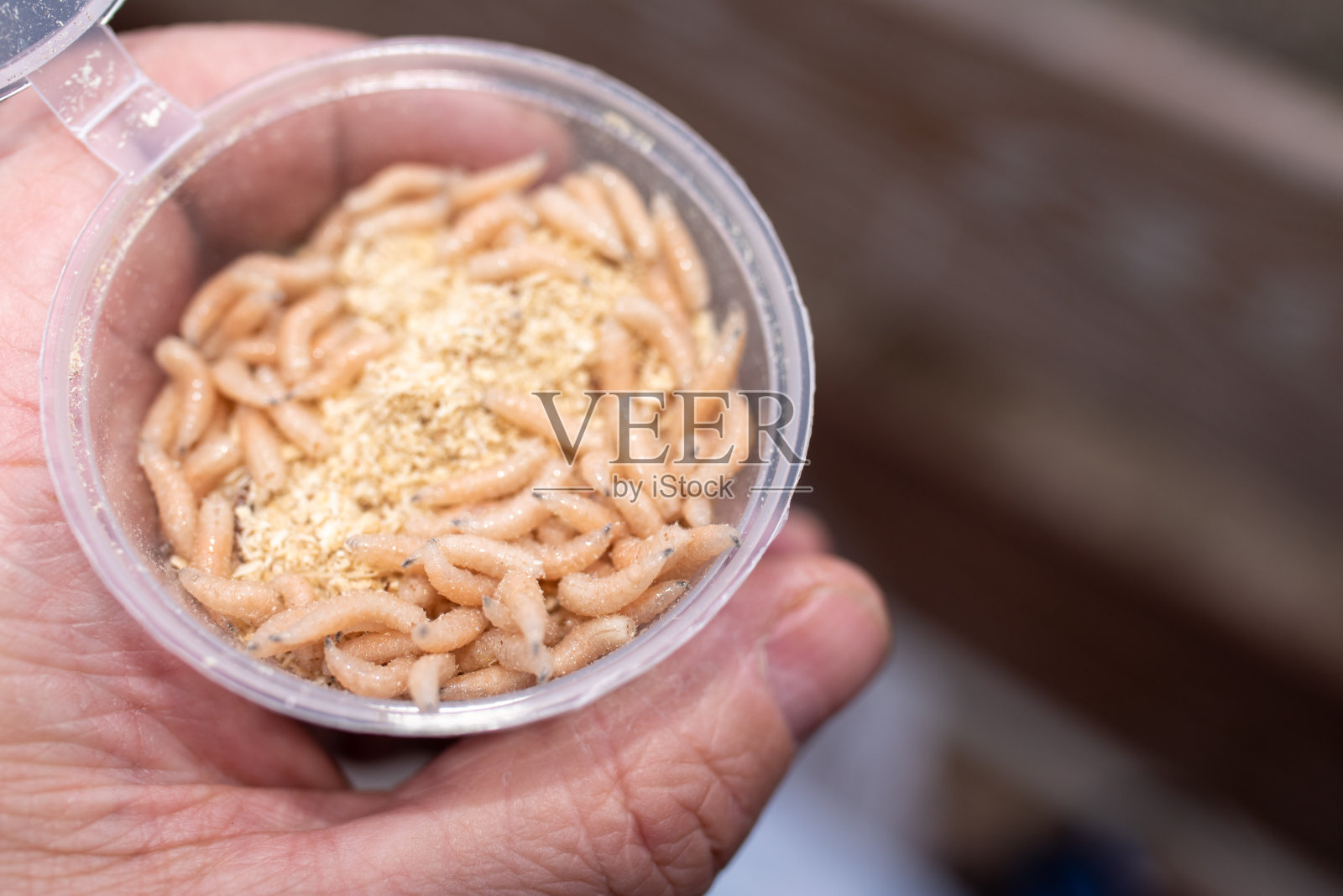 装有蛆的箱子，用来钓鱼。供渔民作蝇幼虫饵。鱼类食物照片摄影图片