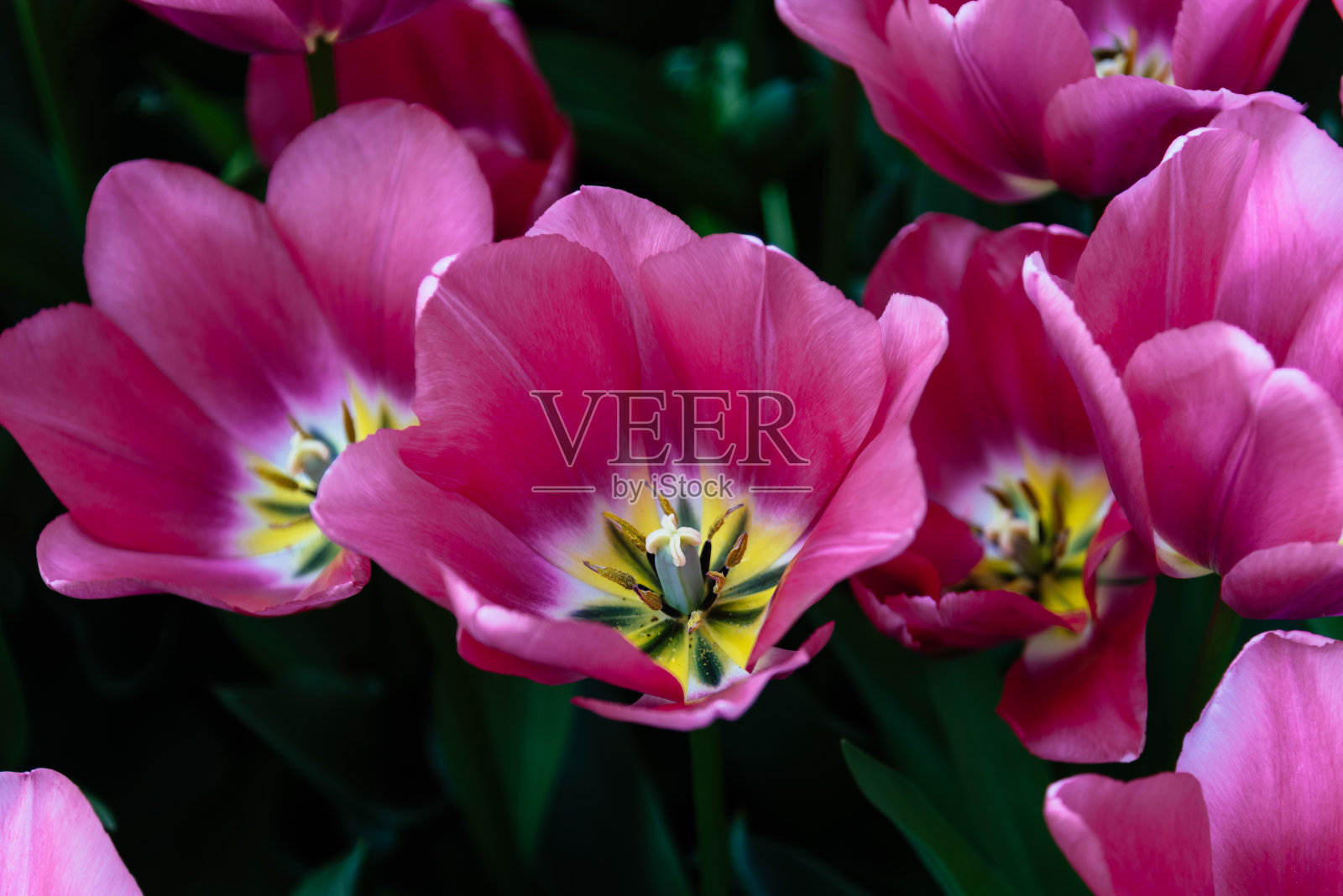 五颜六色的春天新鲜的荷兰郁金香。各种各样的颜色照片摄影图片